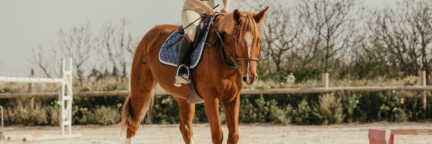 Sticks de dressage